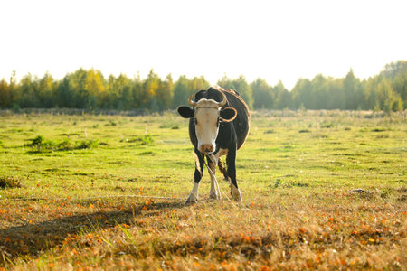 Cows herd on a grass field at sunset. A cow is looking at the camera.