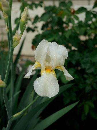 Close-up of a flower of bearded iris (Iris germanica) with rain drops on blurred green natural...