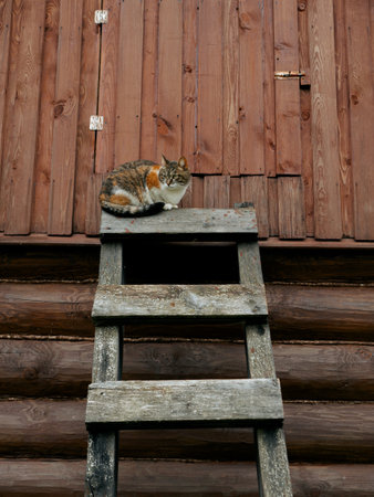 A cat sits on an old wooden ladder outdoors next to the roof of a houseの写真素材
