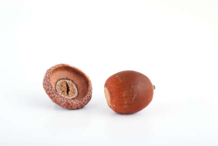 brown, autumn acorns on white backgrounda, lot of acornの写真素材