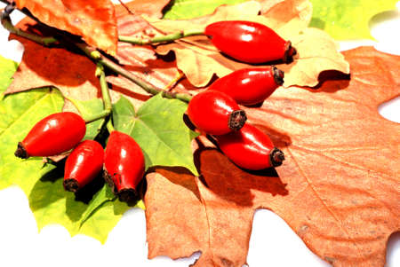 autumn leavesの写真素材