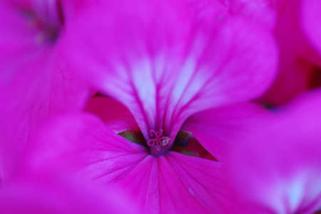 purple flower, flower macroの写真素材