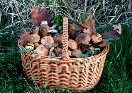 forest mushrooms' wicker full basket on grassの写真素材