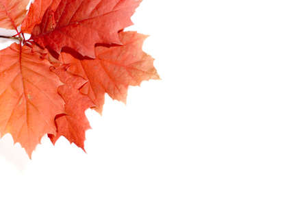 autumn leaves