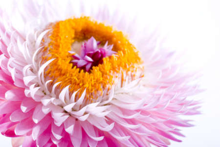 purple flower on white background, flower macroの写真素材