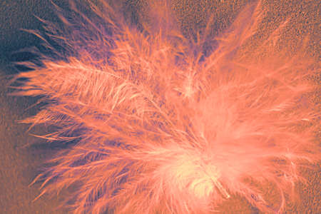Bright art lava orange trend feather of bird on background. Macro minimal concept of contrast, soft...