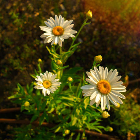 Closeup of three daisy in the meadow. Leucanthemum vulgare, camomile known as the ox-eye daisy,...