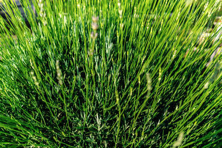 Closeup of bright green lavender bush. Lavandula angudtifolia aromatic herbal flowers as concept of hello spring and summer.の写真素材