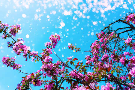 Bright pink flowers in a garden. Perennial plant Mexican Coral Vine, Coral Creeper, Honolulu Creeper, Corallita, Chinese Love Vine in full bloom on blue sky background.の写真素材