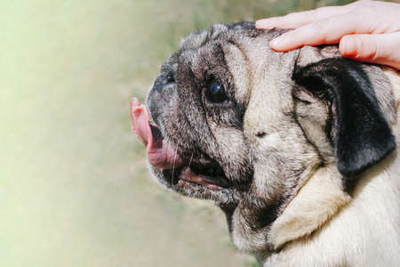 Close-up of a childs hand stroking pug dog. Portrait of a pug dog on outdoors in spring or summer time. Concept of love, friendship and care for petsの写真素材