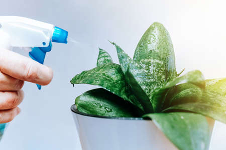 Closeup of mans hand spraying water on houseplants. Flower head watered from a watering can on white...