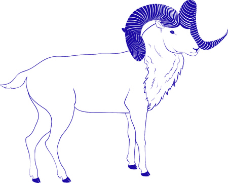 sketch goat or ram with twisted  long hornのイラスト素材