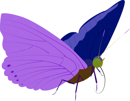 black butterfly  with green eyes, isolated on whiteのイラスト素材
