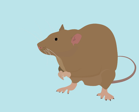 isolated wild brown rat or mouse on blue backgroundのイラスト素材