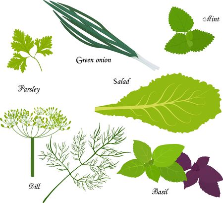 set leafy green vegetables isolated on white, organic  vegetarian dietのイラスト素材