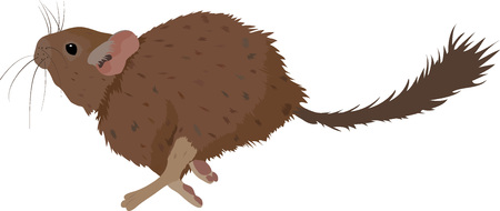 Sketch of Degu rodent pet. Vector Illustrationのイラスト素材