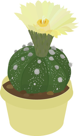 Astrophytum cactus icon isolated on whiteのイラスト素材