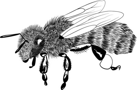 Vector engraving honey bee isolated on whiteのイラスト素材