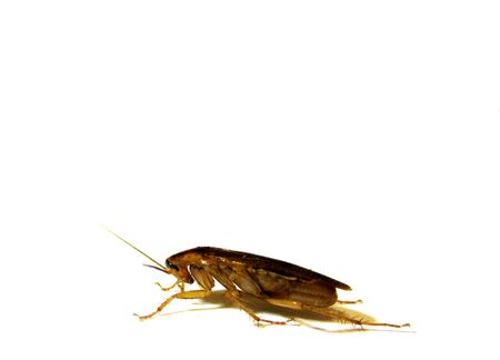 Close up cockroach isolated on white, side view