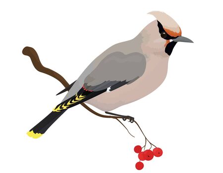 waxwing vector illustration of birdのイラスト素材