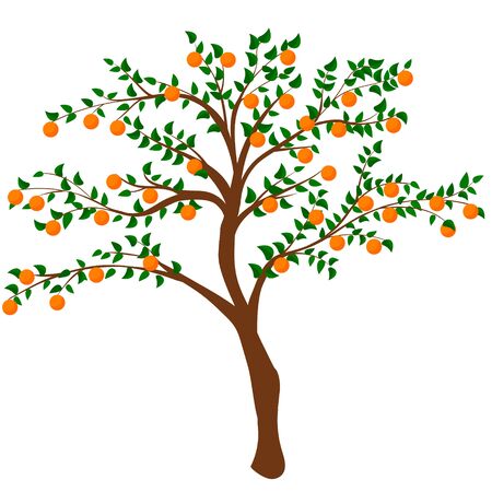 tree with ripe persimmon isolated on white. vector illustration of a tree with orange fruitsのイラスト素材