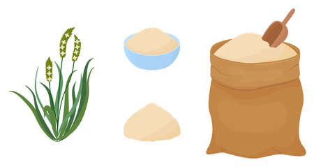Psyllium cartoon grass and powder. Keto flour vector illustration. Organic healthy diet food. Isolated objects on white background.のイラスト素材