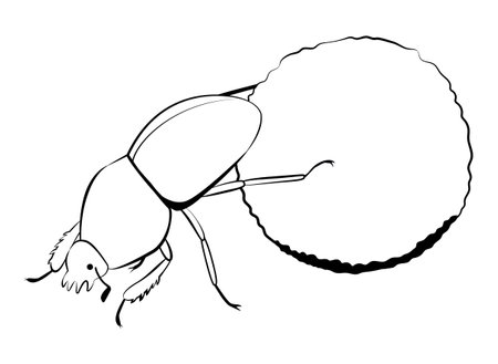 Scarab beetle rolls a ball of feces. Monochrome black line illustration. Vector hand drawn sacred insect isolated on white.のイラスト素材