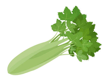 Green organic celery vegetable isolated on white background. Healthy natural colorful food ingredient vector cartoon illustration.のイラスト素材