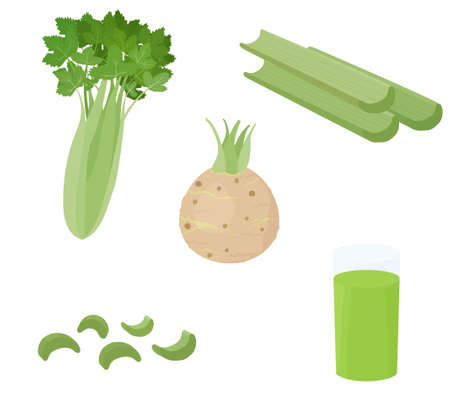 Green celery vegetable stalks and root isolated on white background. Healthy dietic colorful food ingredient vector cartoon illustration.のイラスト素材