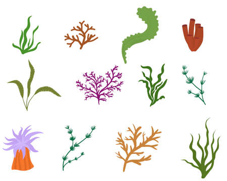 Set of flat algae seaweeds isolated on white vector illustration. Underwater plants.のイラスト素材