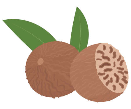 Nutmeg isolated on white background. Whole and half spice nut cartoon vector illustration.のイラスト素材