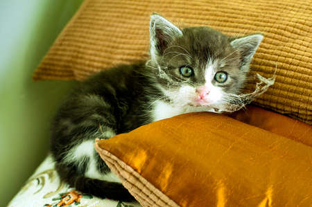 dirty little cat with dust and spiders web at whiskers  Cat sitting at couch and pillowsの写真素材