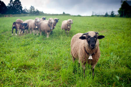 herd team leaderの写真素材