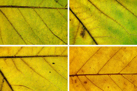 Autumn, colorful, transparent leaf with venation  Autumnal colours 