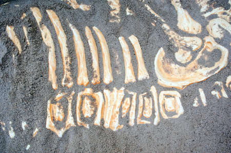 dinosaur bones remains buried in sandの写真素材