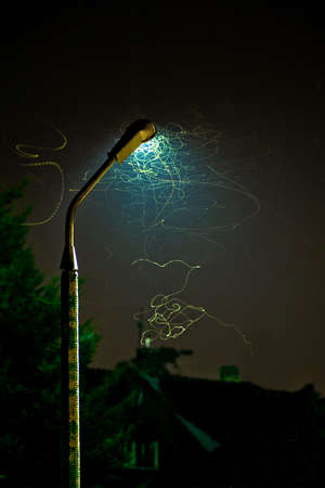 Firefly and glowworms  Pyractomena borealis  at night flying around lantern の写真素材