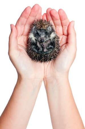hands holding hedgehog curled up into a ball  Isolated objectの写真素材