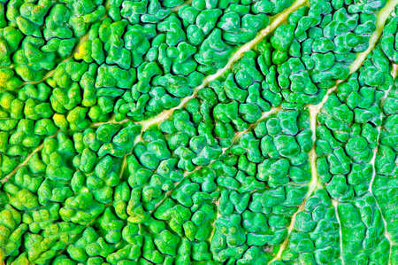 texture of green kale leaf surface