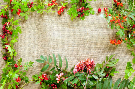 autumnal frame - hawthorn, briar and   rowan at bright canvas