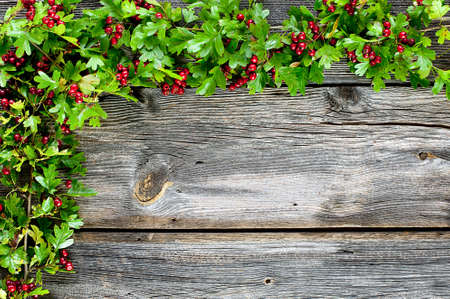 autumn background - hawthorn at dark planksの写真素材