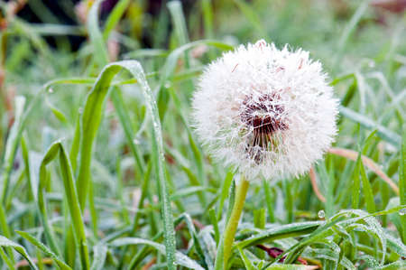 Macro shot of frozen dandelionの写真素材