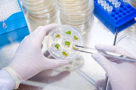 genetic research on plants cultureの写真素材