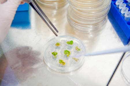 hands in glove working on plants culture in biological laboratoryの写真素材