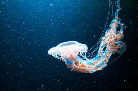 blue  jellyfish and plankton in seaの写真素材