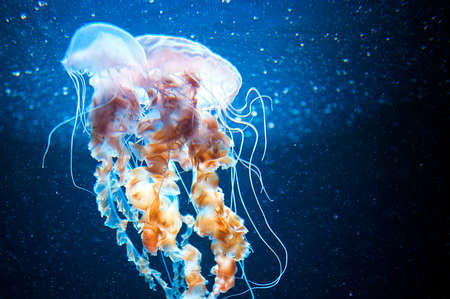 jellyfish underwater with long stinging tentacles