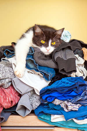 A cat lies on a pile of clean laundryの写真素材