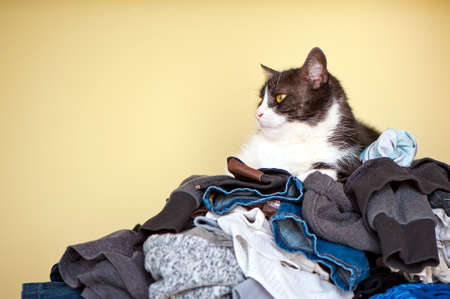 A cat lying on a pile of clean laundryの写真素材