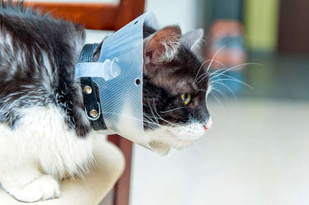 Side view of sick cat wearing funnelの写真素材