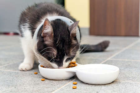 sick cat wearing collar eats pet foodの写真素材