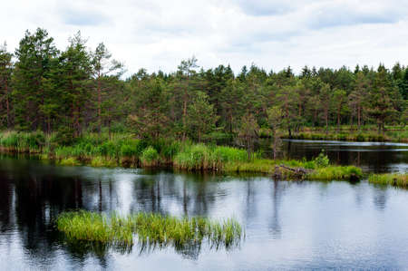 A swamp with water and skies.の写真素材